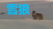 雪狼